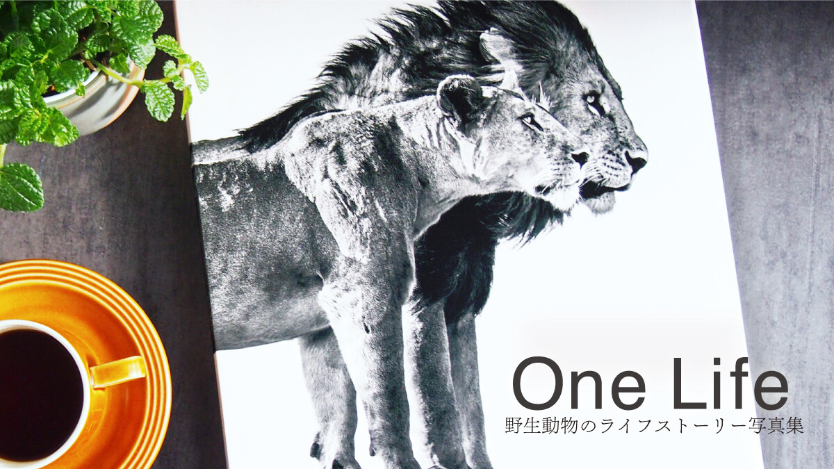 One Life その迫力に心打たれる 野生動物のライフストーリーを写した写真集 By One Life事務局 クラウドファンディング Kibidango きびだんご