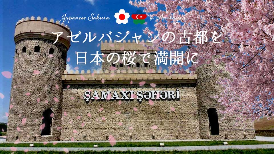 ワイン発祥の地・アゼルバイジャンの古都を日本の桜で満開にしたい