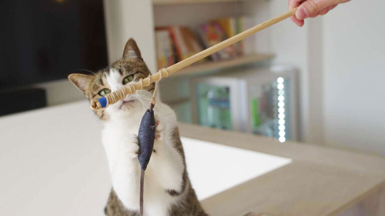 愛猫と一緒に社会貢献】害獣として捕獲された鹿の革で「猫じゃらし」を