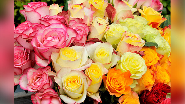 普通の花屋さんでは見かけない、希少で美しすぎるケニア産のバラを