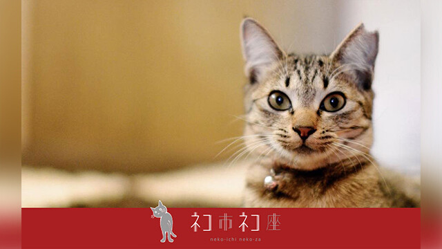 アート作品_猫は後追い自殺をする 京都 蔦屋書店】田島享央己 個展「Come and Get It」を11月4日（土